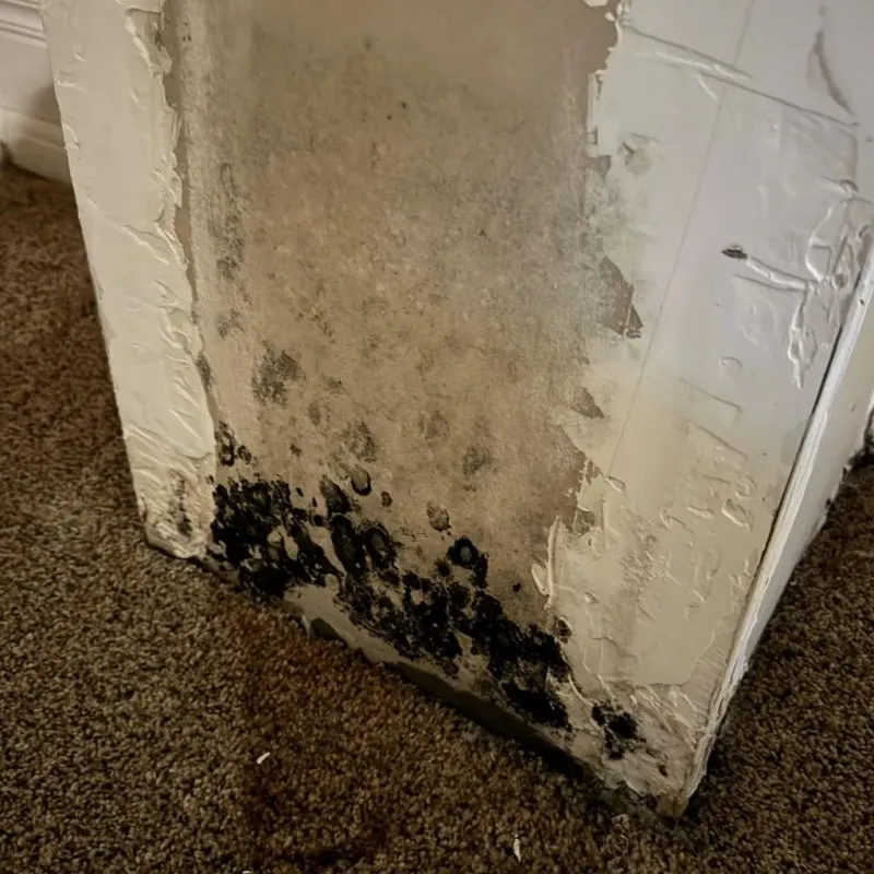 Professional Mold Removal in Portage, PA